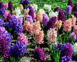 Hyacinthus Mix