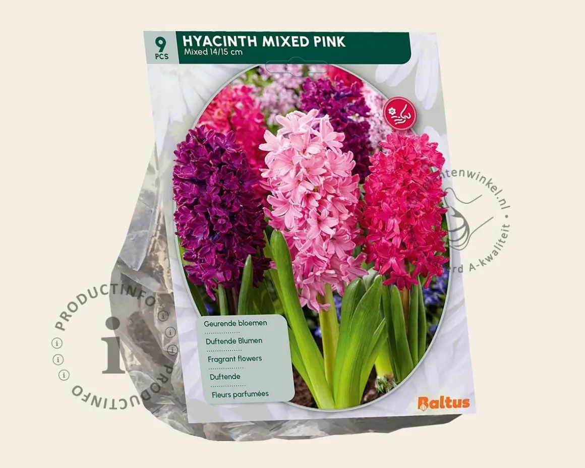 Hyacinthus Pink Mix