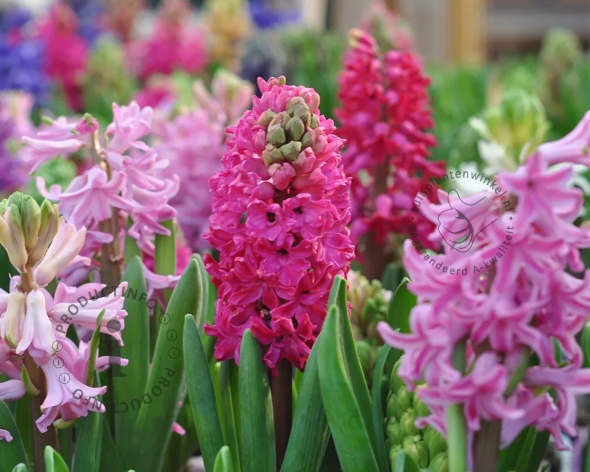 Hyacinthus Pink Mix