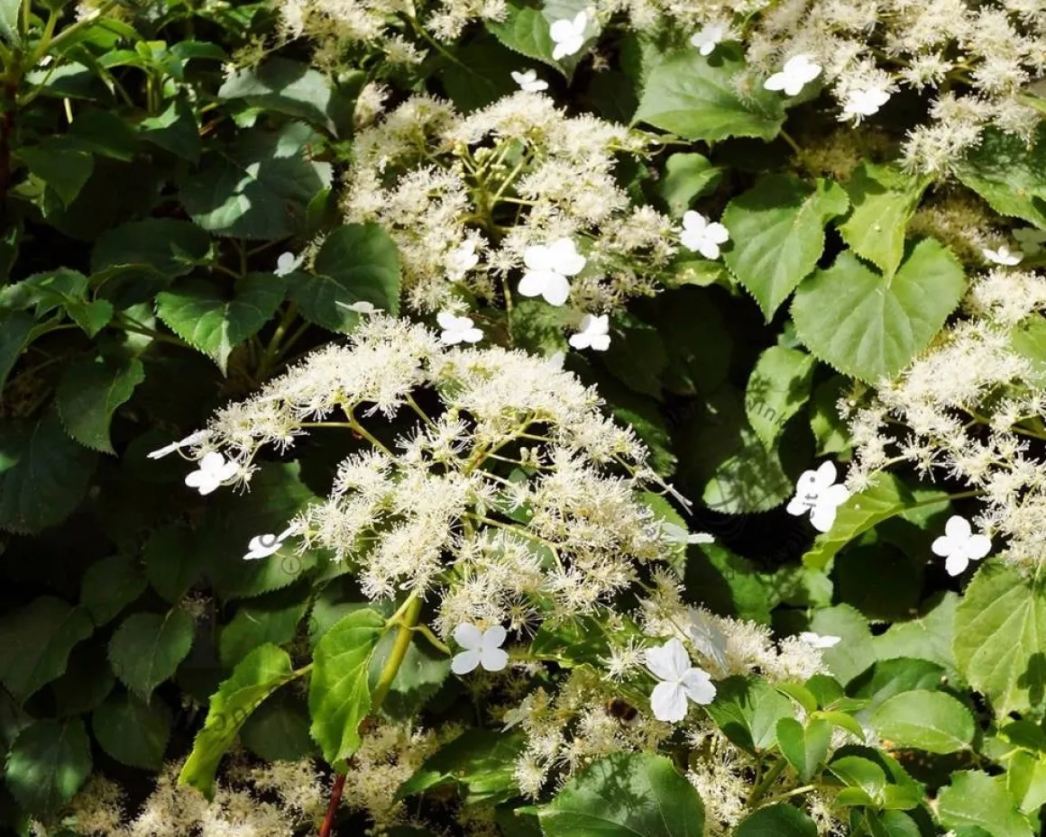 Hydrangea anomala petiolaris
