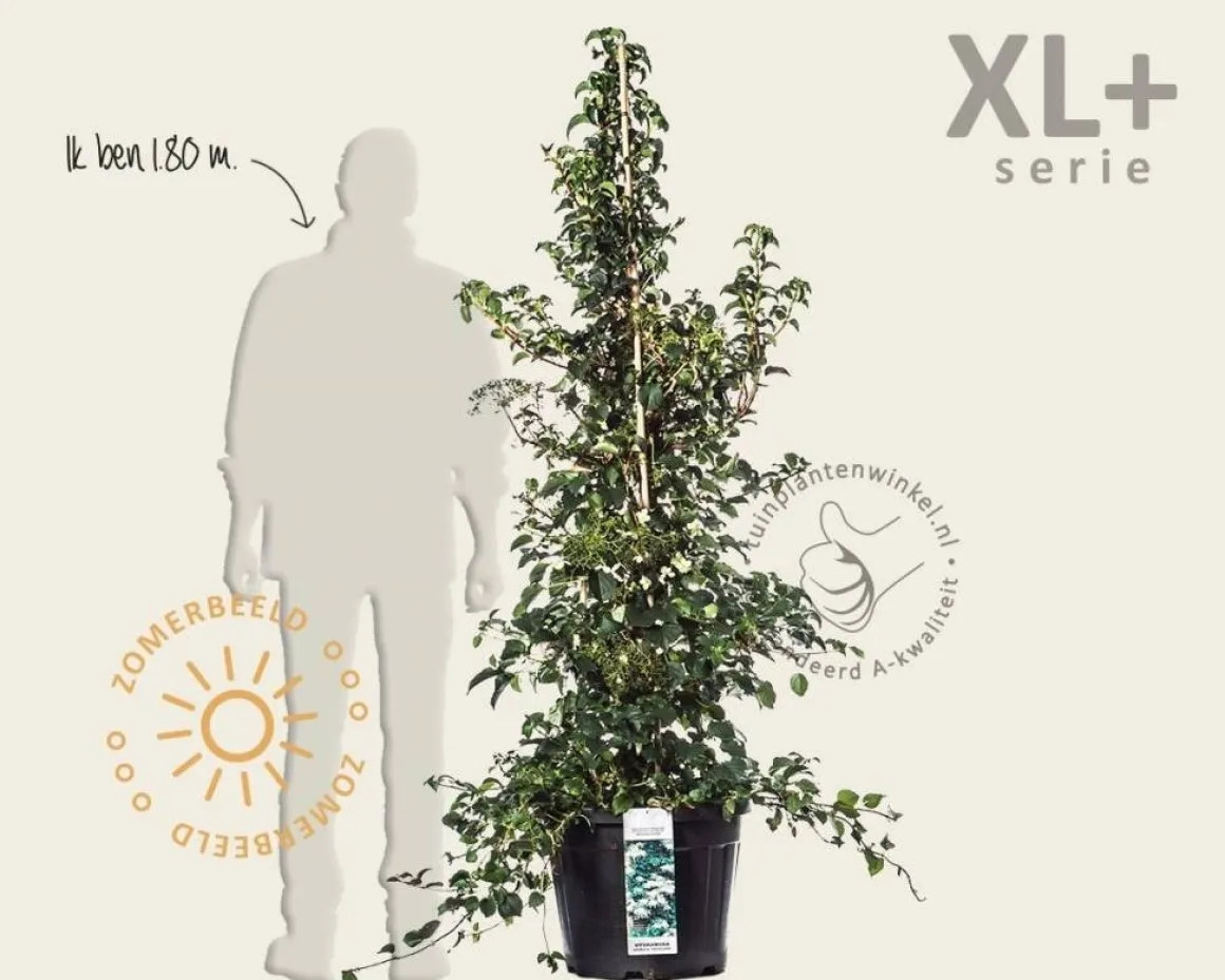 Hydrangea anomala petiolaris - XL+
