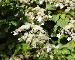 Hydrangea anomala petiolaris - XL+