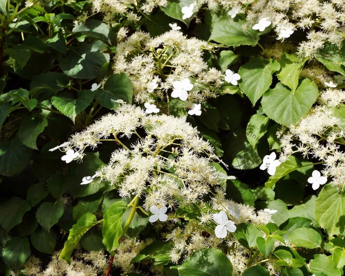 Hydrangea anomala petiolaris - XL+