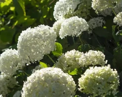 Hydrangea arborescens 'Annabelle'