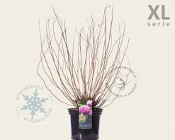 Hydrangea arborescens 'Invincibelle' - XL