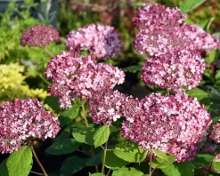 Hydrangea arborescens 'Invincibelle' - XL