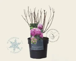 Hydrangea arborescens 'Invincibelle' (Pink Annabelle)