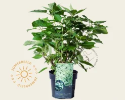 Hydrangea arborescens 'Lime Rickey'