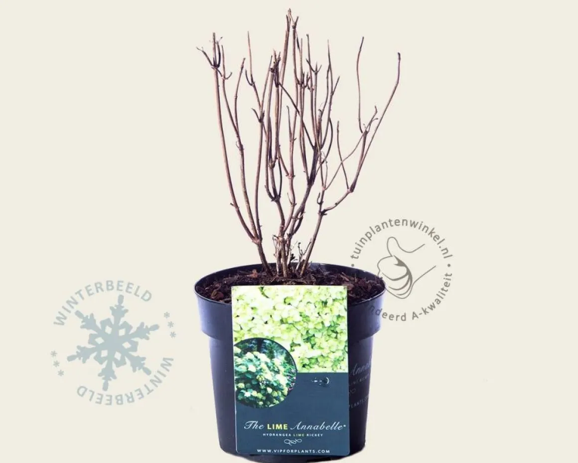 Hydrangea arborescens 'Lime Rickey'
