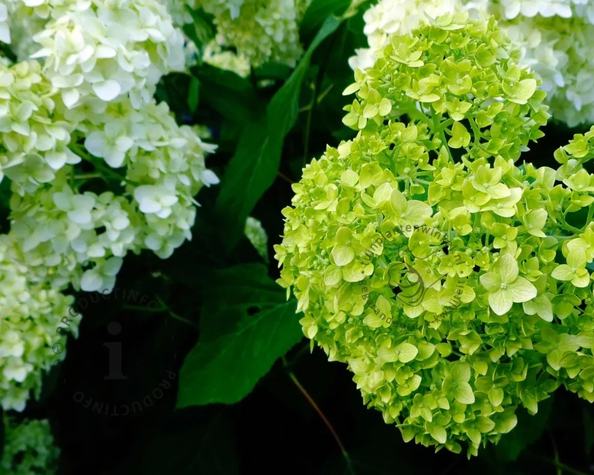 Hydrangea arborescens 'Lime Rickey'