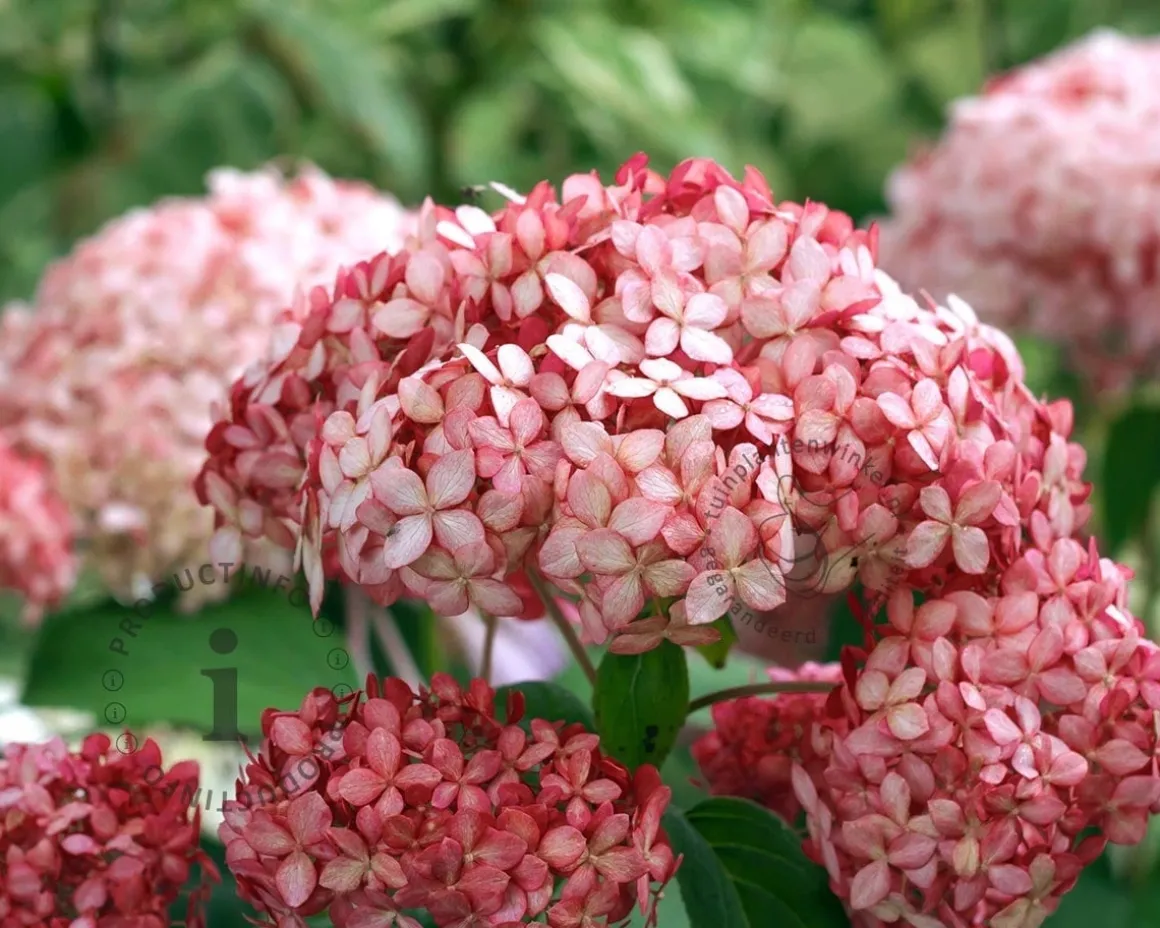 Hydrangea arborescens 'Ruby Annabelle' - XL
