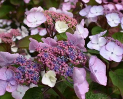 Hydrangea aspera 'Hot Chocolate'
