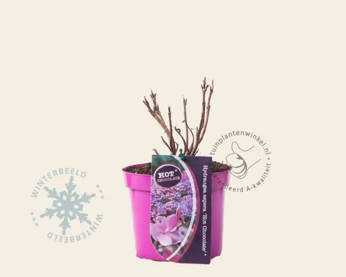 Hydrangea aspera 'Hot Chocolate'