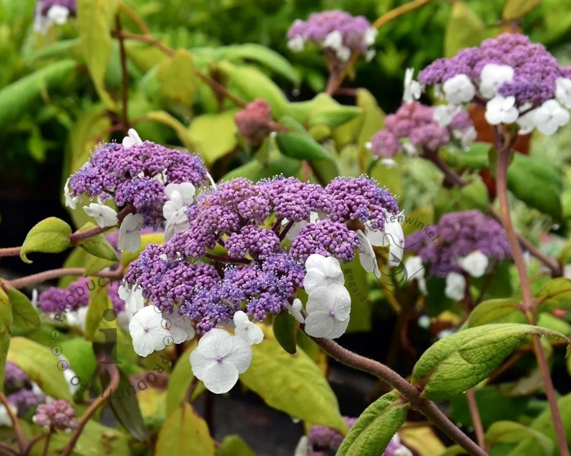 Hydrangea aspera 'Macrophylla' - XL+