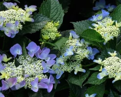 Hydrangea macrophylla 'Blaumeise'