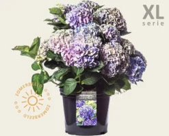 Hydrangea macrophylla 'Blauw' - XL