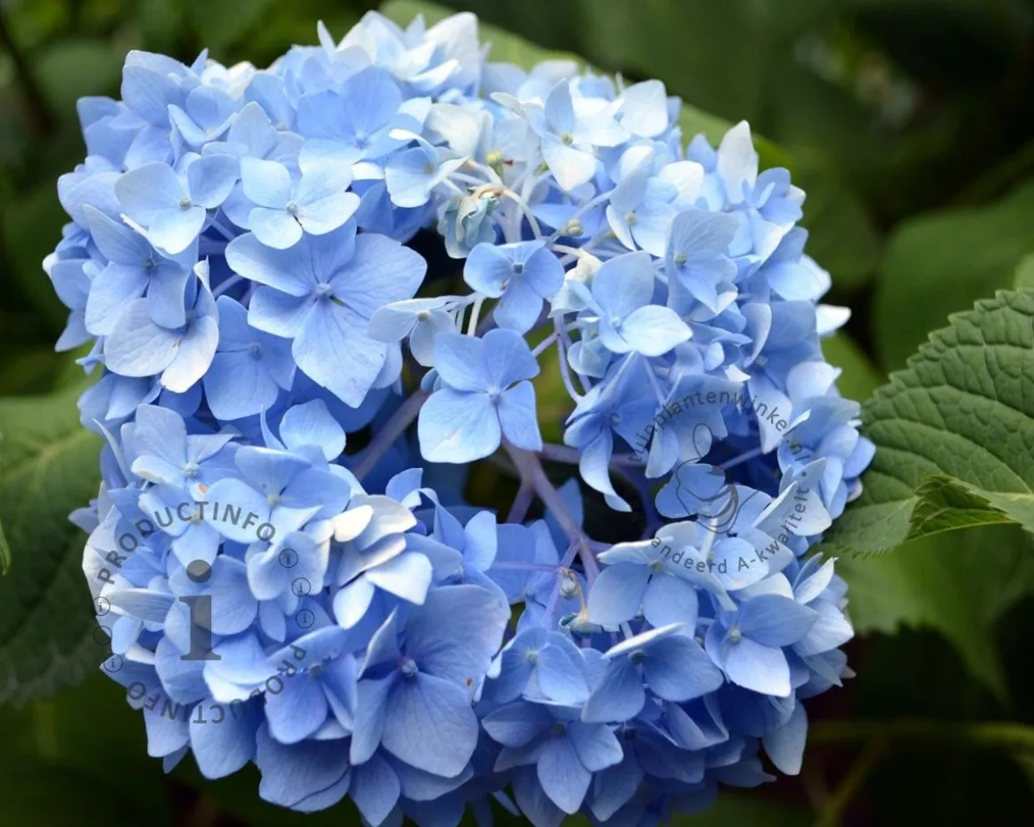Hydrangea macrophylla 'Blauw'
