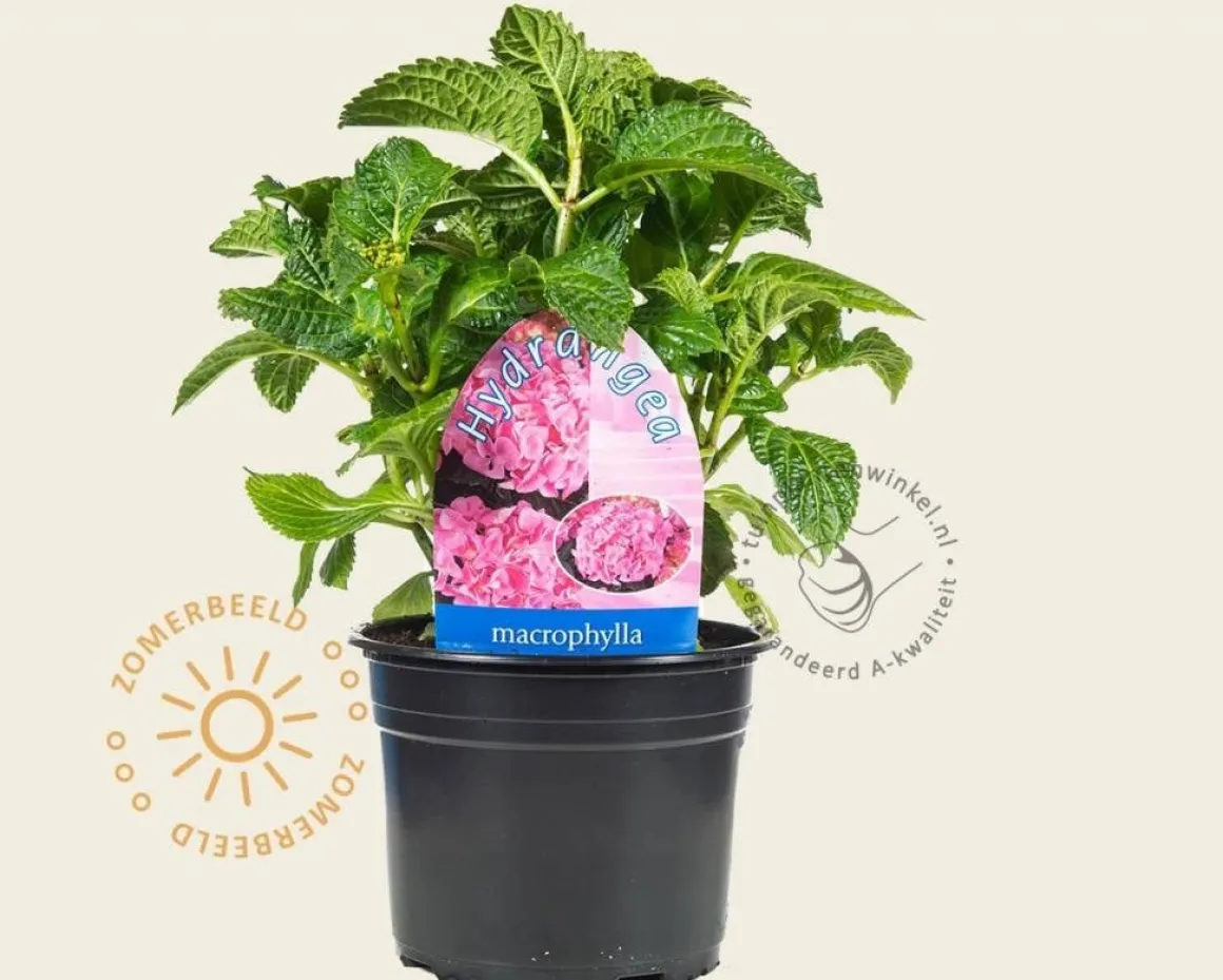 Hydrangea macrophylla 'Bouquet Rose'