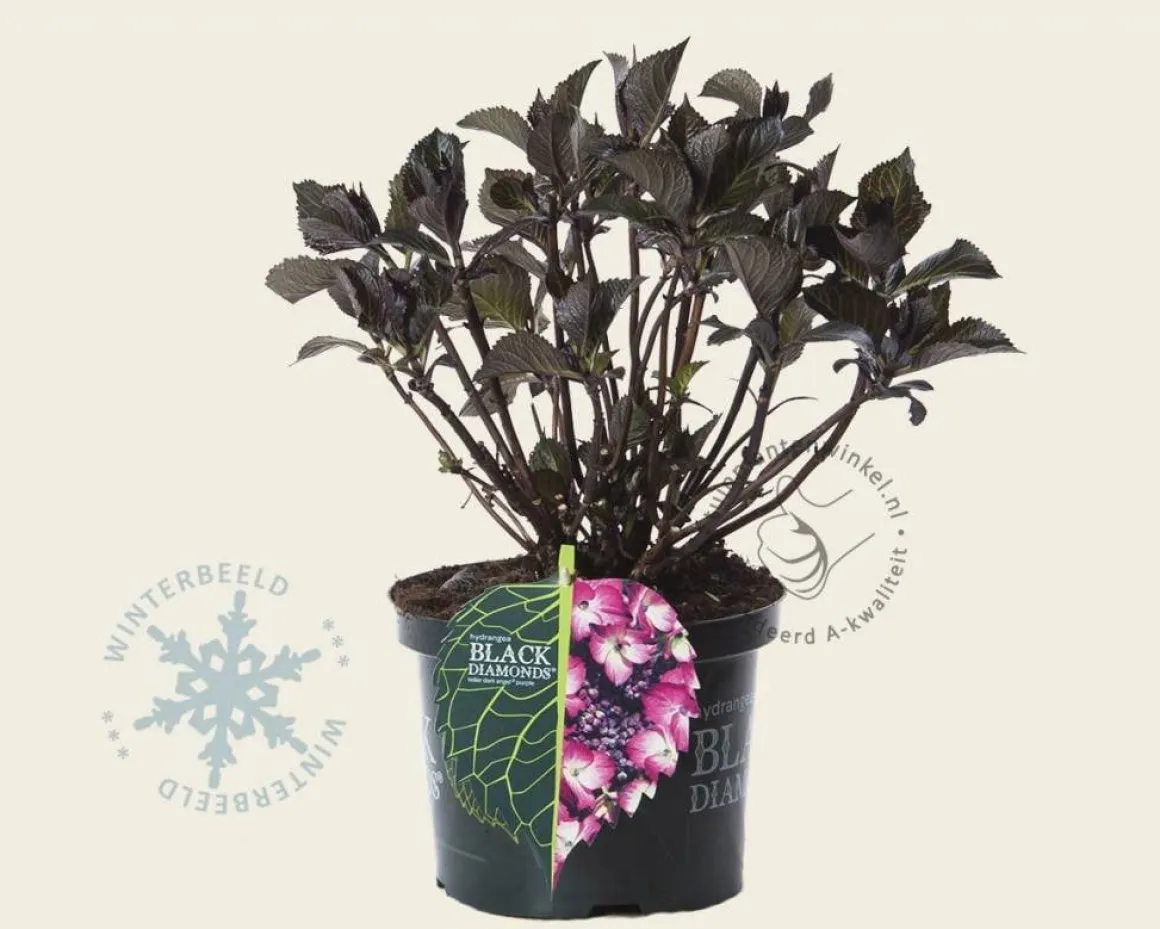 Hydrangea macrophylla 'Dark Angel Purple'
