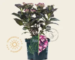 Hydrangea macrophylla 'Dark Angel Purple'