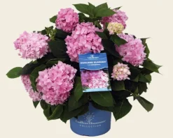 Hydrangea macrophylla 'Endless Summer Pink'
