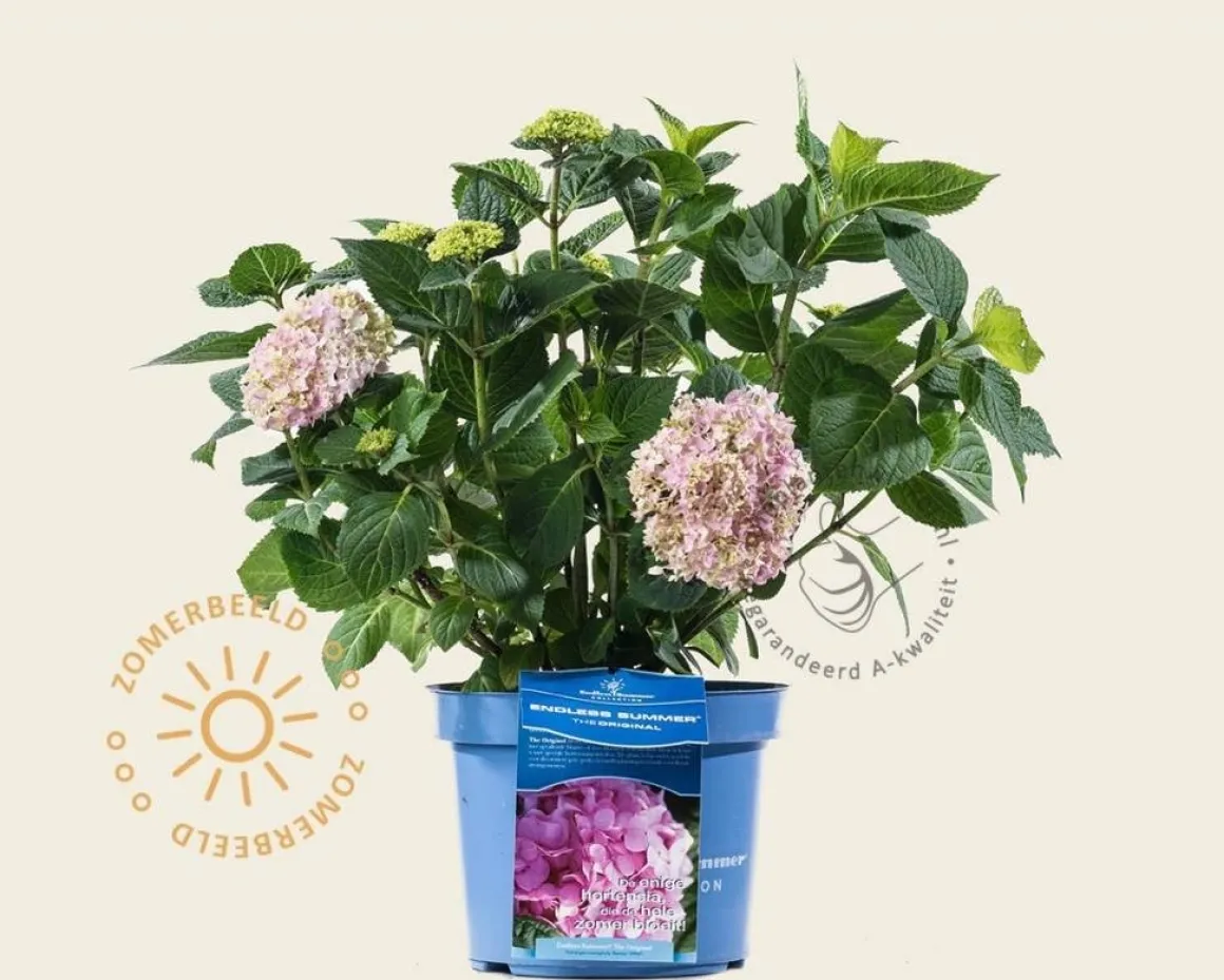 Hydrangea macrophylla 'Endless Summer Pink'