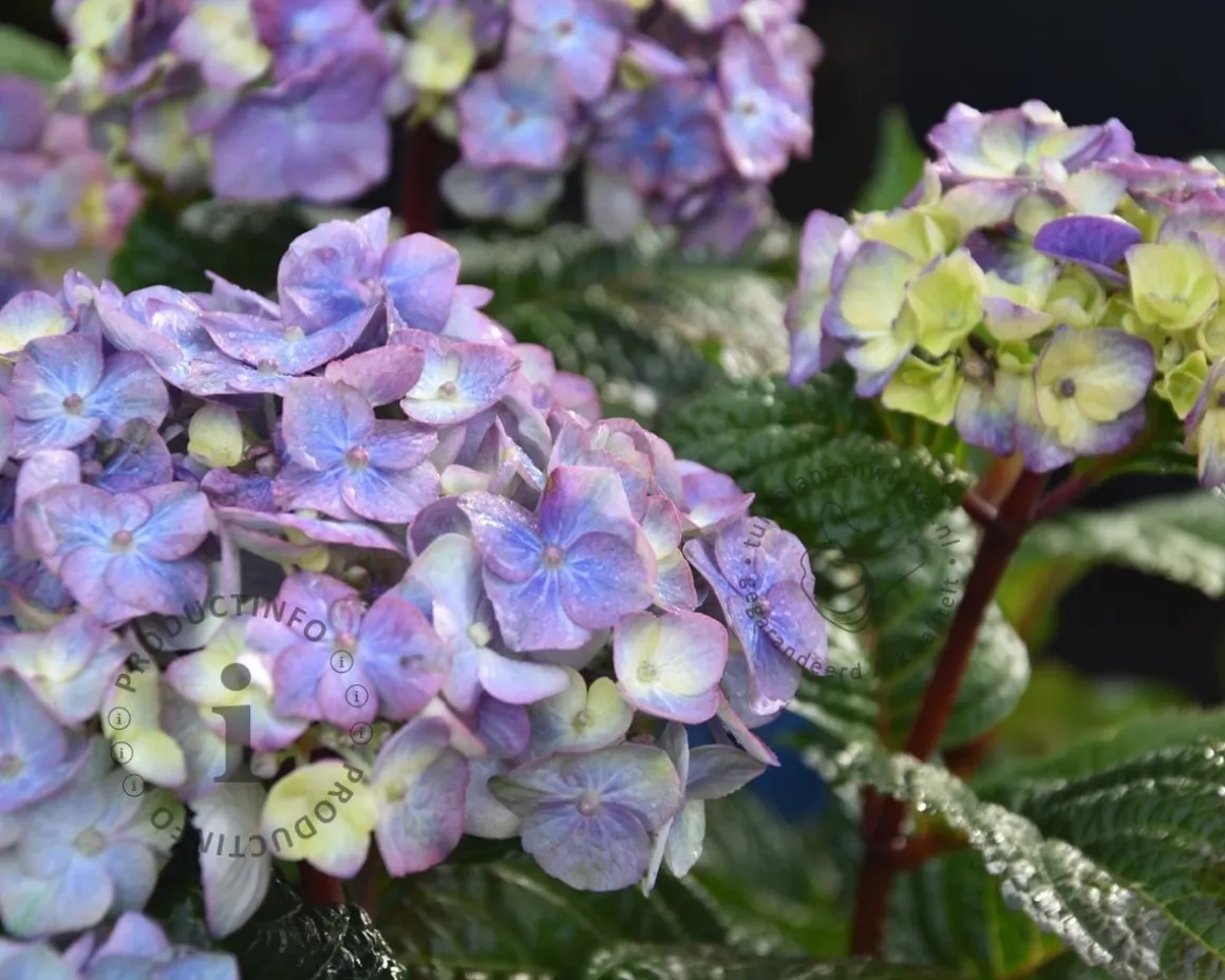 Hydrangea macrophylla 'Endless Summer BloomStar'