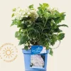 Hydrangea macrophylla 'Endless Summer DreamCloud'