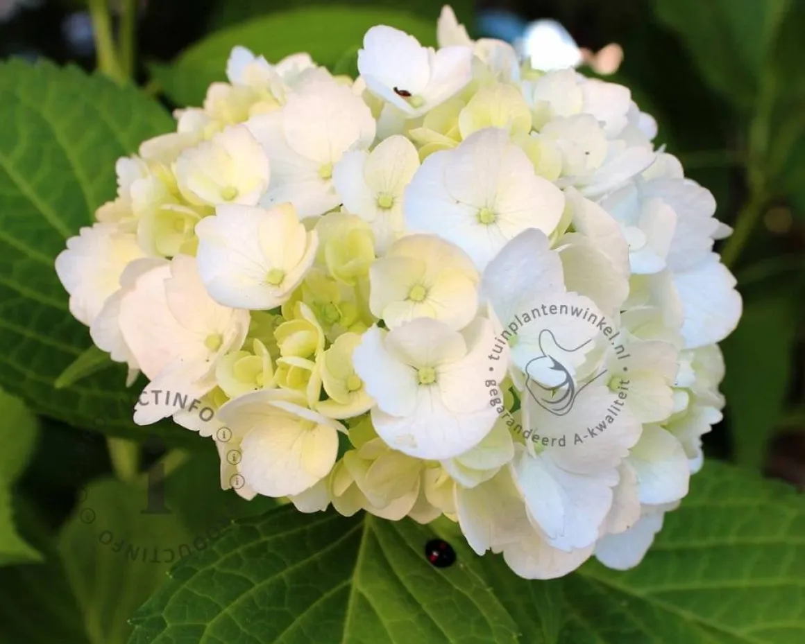 Hydrangea macrophylla 'Endless Summer DreamCloud'