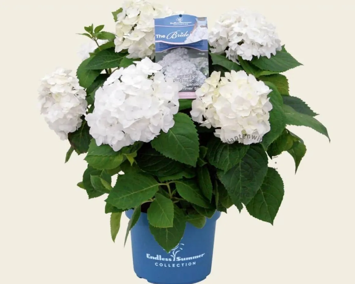 Hydrangea macrophylla 'Endless Summer DreamCloud'