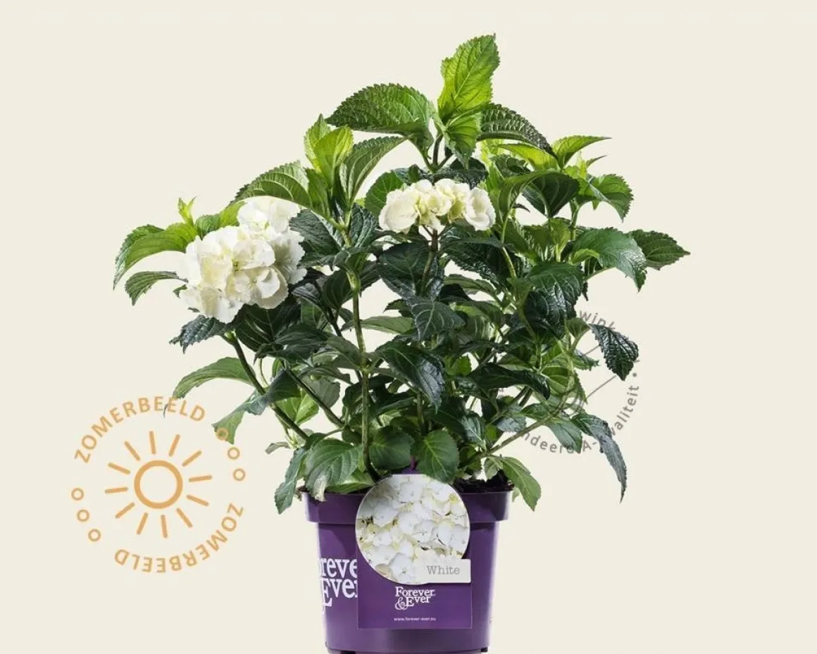 Hydrangea macrophylla 'Forever & Ever' (Wit)
