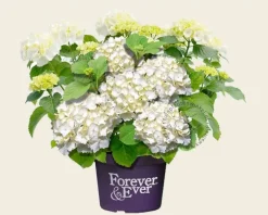 Hydrangea macrophylla 'Forever & Ever' (Wit)