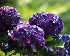 Hydrangea macrophylla 'Forever & Ever' (Paars)