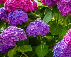 Hydrangea macrophylla 'Forever & Ever' (Paars)