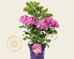 Hydrangea macrophylla 'Forever & Ever' (Roze)