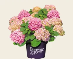 Hydrangea macrophylla 'Forever & Ever' (Roze)