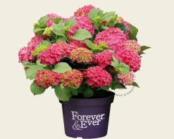 Hydrangea macrophylla 'Forever & Ever' (Rood)