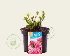 Hydrangea macrophylla 'Little Pink'