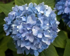 Hydrangea macrophylla 'Little Blue'