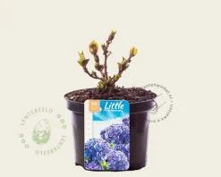 Hydrangea macrophylla 'Little Blue'