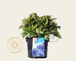 Hydrangea macrophylla 'Little Blue'