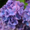 Hydrangea macrophylla 'Little Purple'