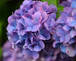 Hydrangea macrophylla 'Little Purple'