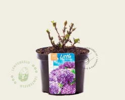 Hydrangea macrophylla 'Little Purple'