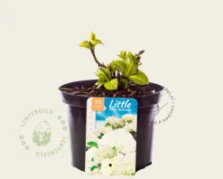 Hydrangea macrophylla 'Little White'