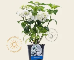 Hydrangea macrophylla 'Madame Emile Mouillere'