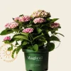 Hydrangea macrophylla 'Magical Revolution' - roze