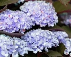Hydrangea macrophylla 'Magical Revolution' - blauw