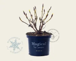 Hydrangea macrophylla 'Magical Revolution' - blauw