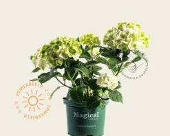 Hydrangea macrophylla 'Magical Noblesse'